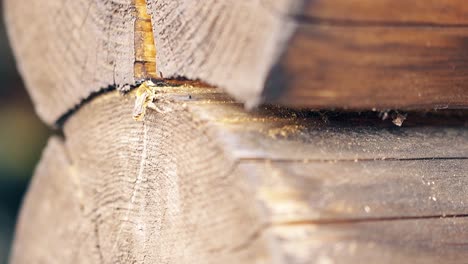 macro cámara lenta la abeja construye un nido entre los troncos en la casa de verano luego vuela lejos