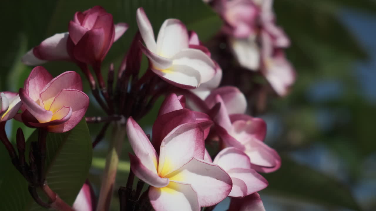 las flores de plumeria