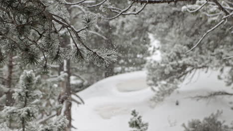 static shot in slowmotion of a forest while it snows, in andorra - europe