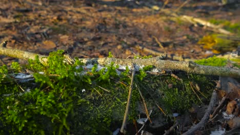 footage gliding on top of and on the side of a moss covered tree branch laying on a forest ground. the moss has some white snow on it and is in sharp focus, while background foliage is blurry.