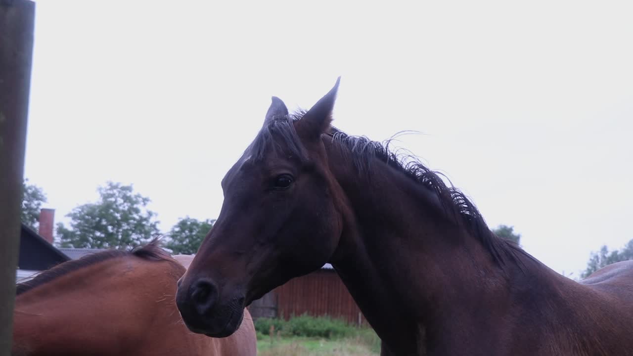 Calm horse looking into camera