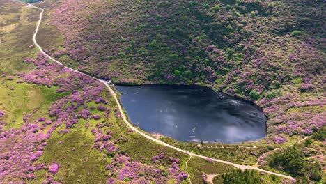 Irland-Epische-Orte-Der-Weg-Zum-Bay-Lough,-Die-Vee-Knockmealdown-Mountains,-Sommer-Und-Die-Rhododendren-Stehen-In-Voller-Blüte-Und-Sind-Eine-Touristenattraktion-In-Tipperary