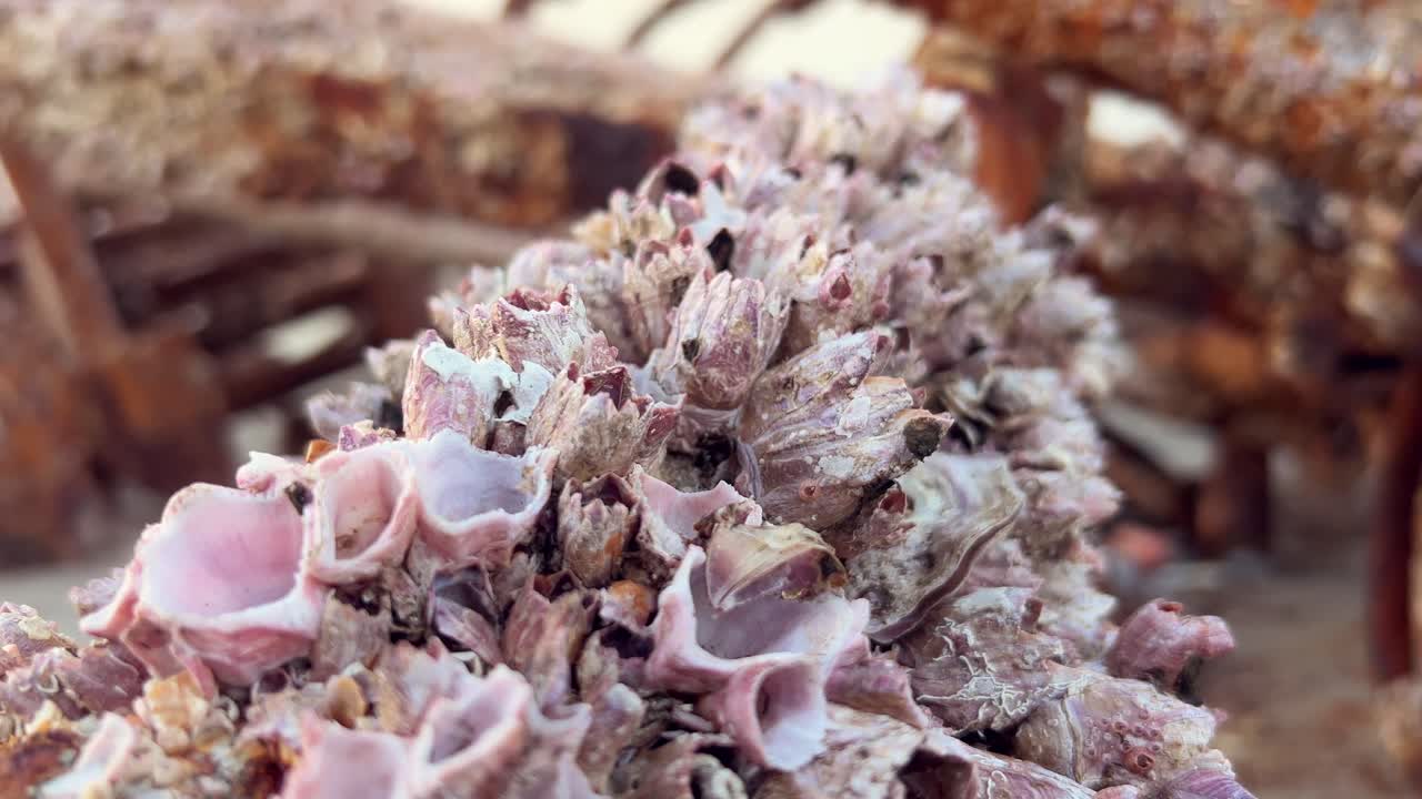 viejos naufragios oxidados, anclas podridas, un testamento silencioso del paso del tiempo y el toque corrosivo del aire cargado de sal.