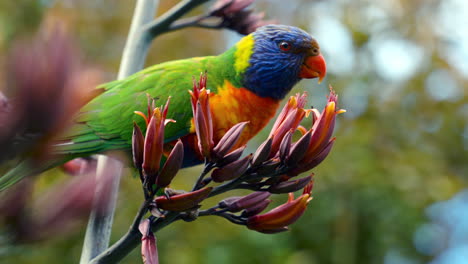 rainbow lorikeet parrot lory in the wild in australia