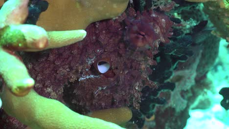 pulpo de arrecife de cerca arrastrándose sobre corales en arrecifes de coral tropicales