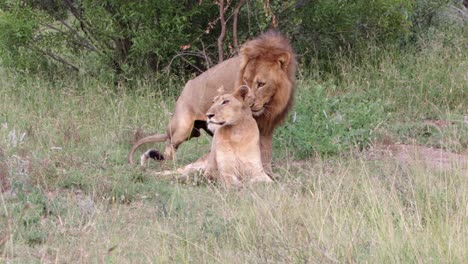 two african lions briefly attempt to mate in tall savanna grass