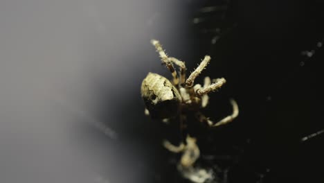 a spider waves its web at night, under the moonlight