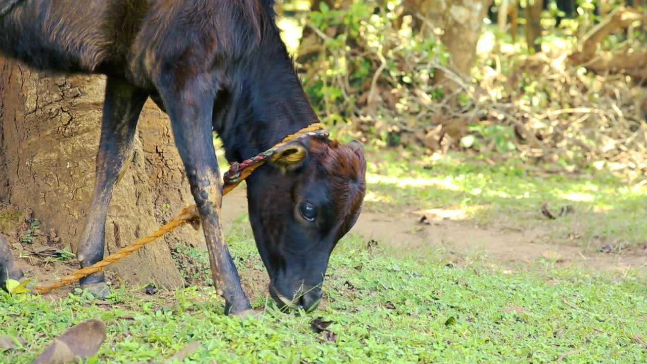un joven ternero negro comiendo hierba mientras está atado