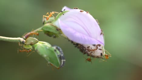 hormigas rojas pululan por una flor morada en la naturaleza