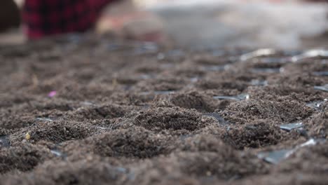 farmers placing seeds in soil in seedling tray, close up