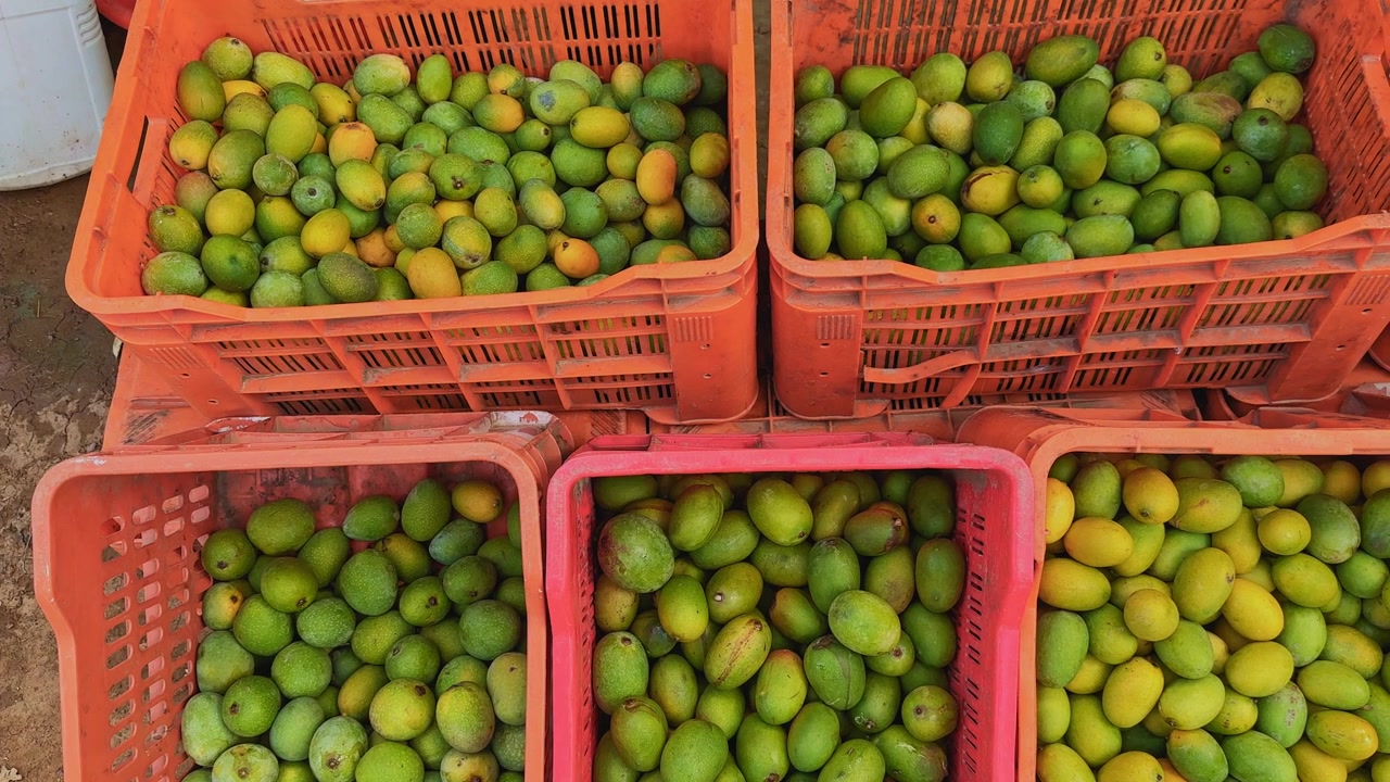 Carrellata fluida attraverso diverse cassette da raccolta piene di mango acerbi e maturi, che mostrano diverse varietà, stadi di maturazione e abbondante prodotto agricolo stagionale