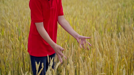 boy in agricultural land. hand of a little farmer touches the ripe dry spikelets on yellow field. grain crops in farmland. slow motion.