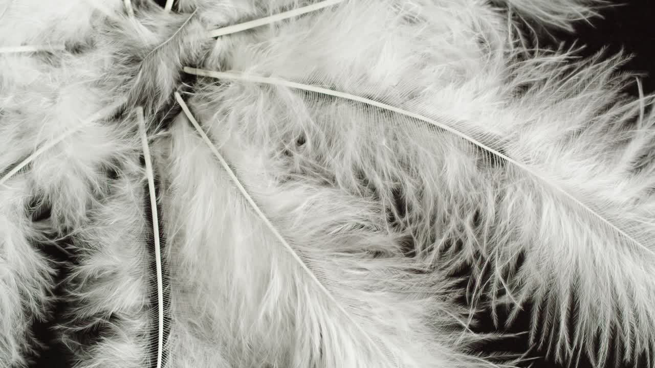 White Feathers on Black Background