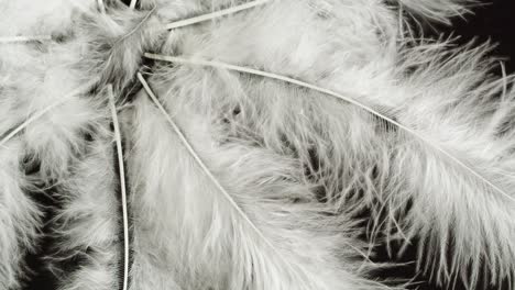 white feathers on black background