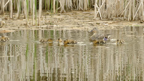 mother duck keeping an eye on her small ducklings on a lake during spring