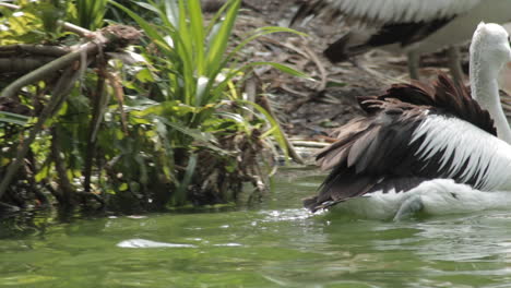 Australien-pelican-is-swimming-in-a-pond-and-fishing-for-food-with-his-long-beak