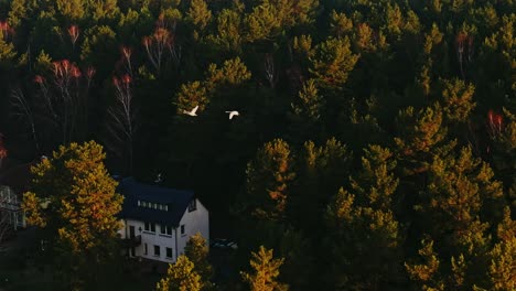 two swans soar above peaceful countryside village at sunrise in golden light