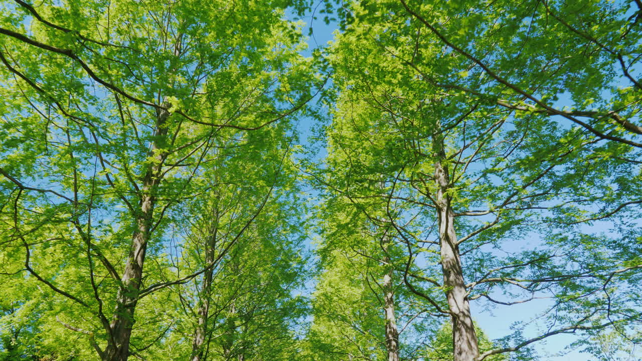 藍色天空背后的高樹大道