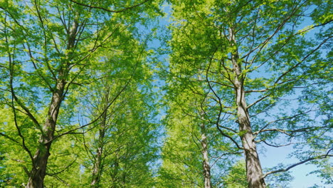 avenue of tall trees against  a blue sky