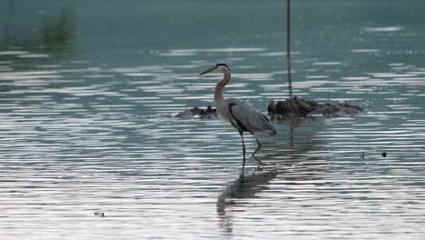 a great blue heron wading around in a lake in the light of the early morning