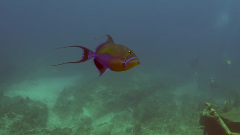 queen triggerfish on a shipwreck