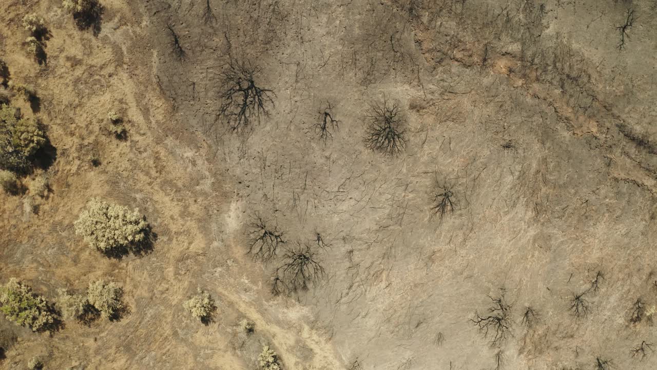 terreno árido con árboles desnudos en las montañas del bosque después de un incendio forestal en portugal
