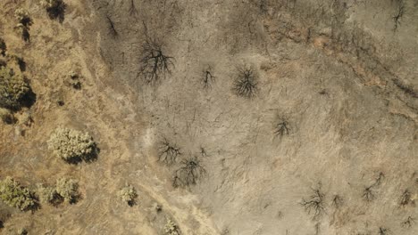 Trockenes-Gelände-Mit-Kahlen-Bäumen-Auf-Waldbergen-Nach-Einem-Lauffeuer-In-Portugal