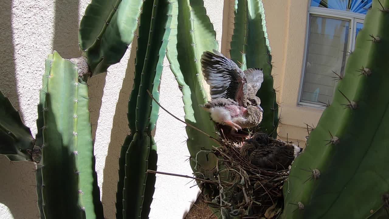 A baby mourning dove slowly raises its wing as a warning to the approaching camera, Scottsdale, Arizona