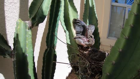 a baby mourning dove slowly raises its wing as a warning to the approaching camera, scottsdale, arizona