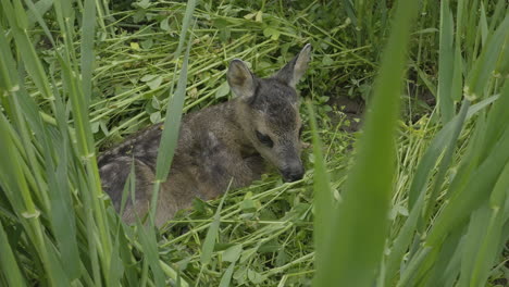 Close-up,-scared-little-lawn-hiding-in-green-grass,-lonely-baby-deer-in-nature,-full-frame