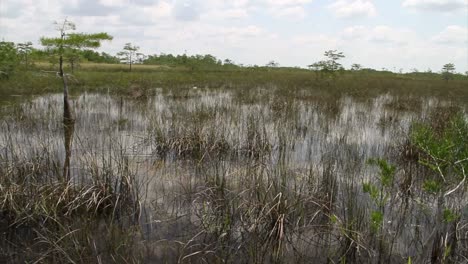 pan across the florida everglades