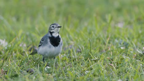 white wagtail searching for food flies in the