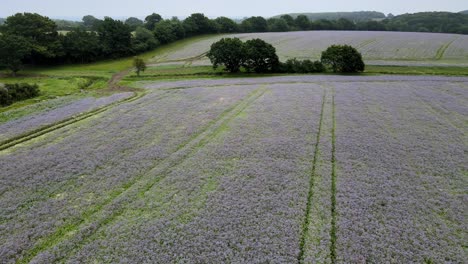 Cultivo-De-Echium-En-Campos-De-Cultivo-Imágenes-De-Drones-De-Inglaterra