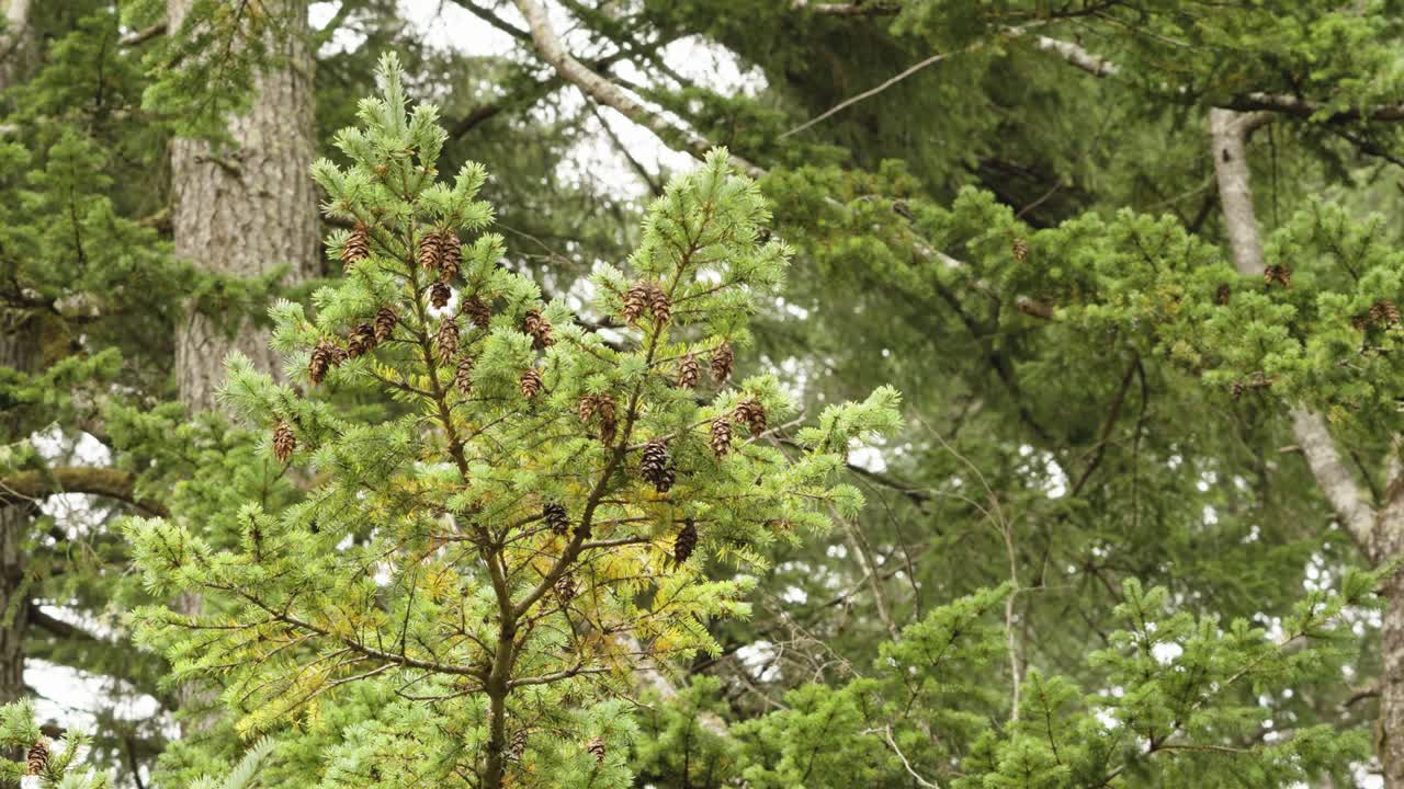 pequeñas piñas se sientan en una rama de pino gruesa con agujas de pino verde