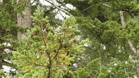 Small-pinecones-sit-on-a-pine-tree-branch-thick-with-green-pine-needles