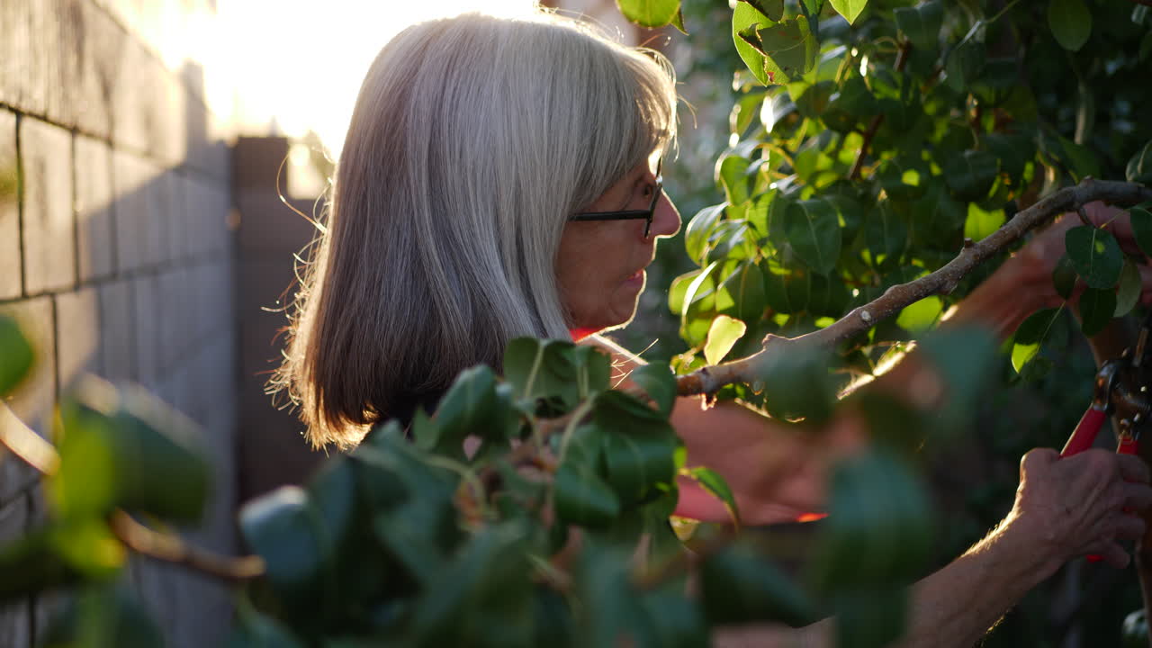 An aging woman clipping branches and pruning a pear fruit tree in her orchard garden at sunset