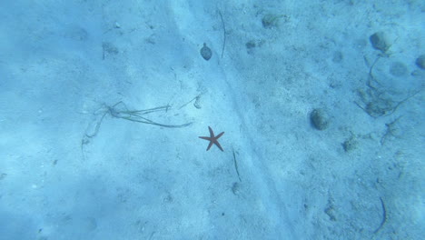 Video-Eines-Seesterns-Auf-Dem-Meeresgrund-In-Kroatien