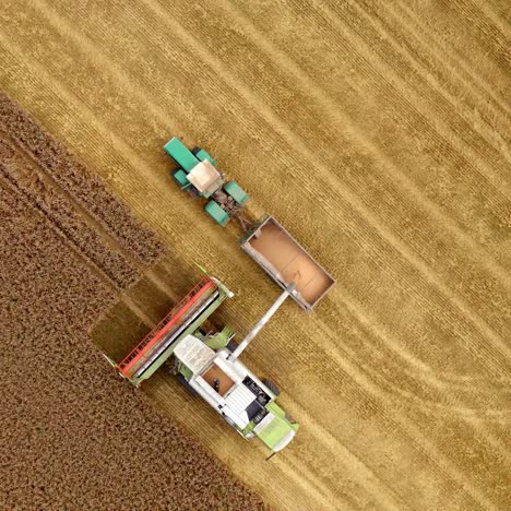 combine harvesting wheat and filling tractor trailer. top view of agricultural machines working in farmland during harvesting