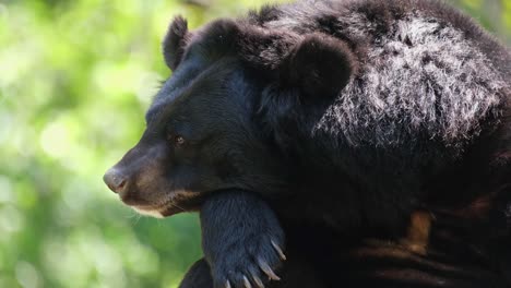 Asiatischer-Schwarzbär,-Ursus-Thibetanus