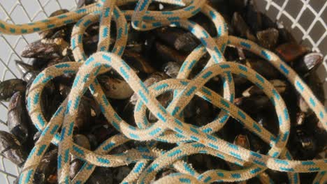 cuerdas junto con mejillones en una cesta de un barco