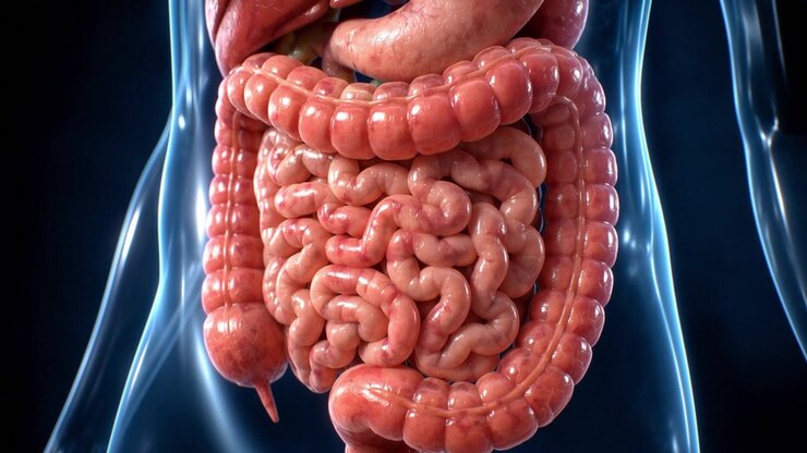 3D Medical Animation of Human Digestive System Anatomy