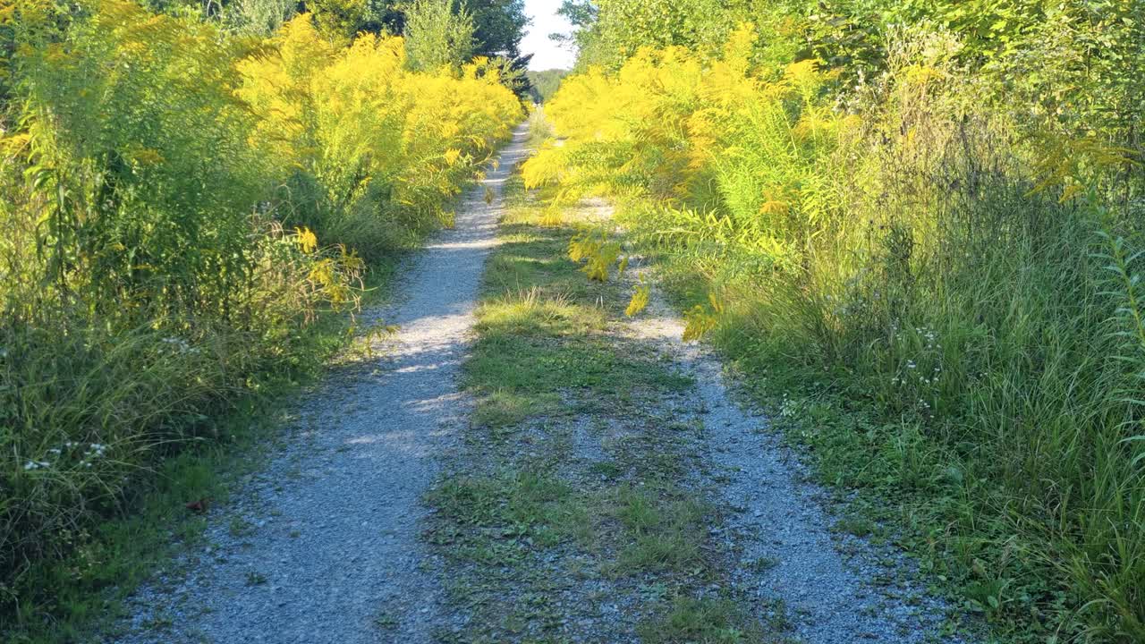Revealing view of a forest path in Bremgarten, Bern, Switzerland, overgrown with yellow-blooming goldenrod (Solidago canadensis), highlighting the spread of this invasive species on a sunny day
