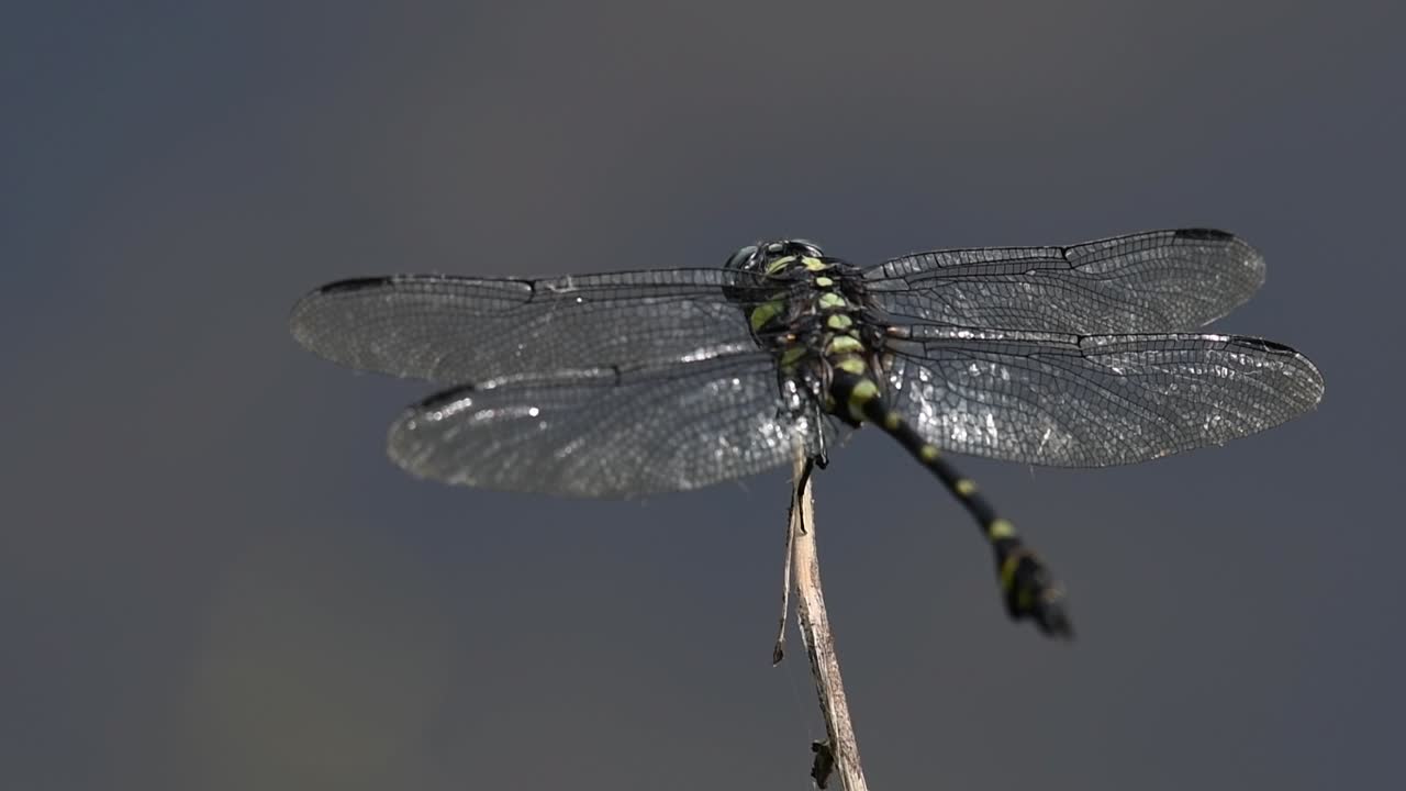 la libélula de cola de brida común se ve comúnmente en tailandia y asia