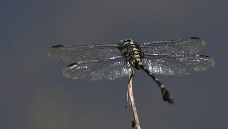 the common flangetail dragonfly is commonly seen in thailand and asia