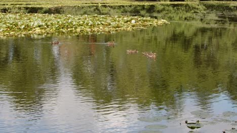 Extra-wide-shot-of-water-Lily-pads-with-water-Lily-flowers-on-the-lake-with-Multiple-duck-Swimming-around