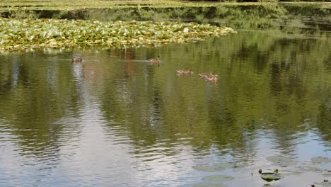 extra wide shot of water lily pads with water lily flowers on the lake with multiple duck swimming around