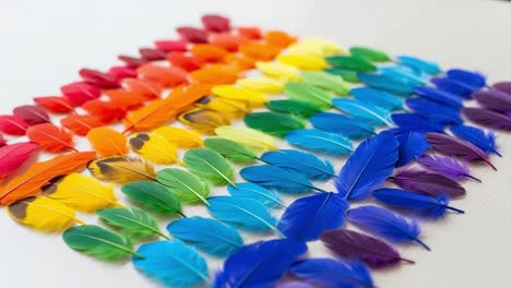 a vibrant display of colorful feathers organized in a spectacular rainbow pattern, showcasing nature's beauty in varied shades and textures