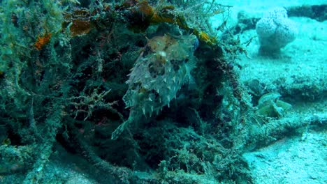 burrfish orbicular espinoso encuentra refugio en el fondo del arrecife de coral tropical
