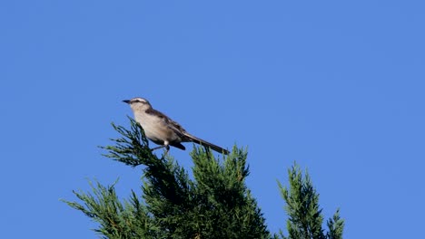 Chalk-browed-mockingbird-looking-to-the-left,-perched-on-top-of-a-tree-on-a-windy-day