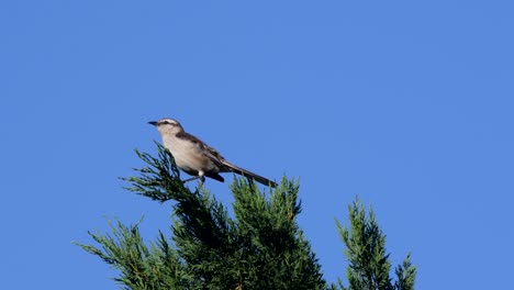 Kreidebrauen-Spottdrossel,-Die-Nach-Links-Blickt-Und-An-Einem-Windigen-Tag-Auf-Einem-Baum-Sitzt